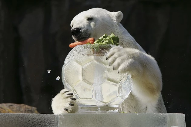 Polar Bears Get Their Meal In A Block Of Ice At Berlin Zoo Polar Bears Get Their Meal In A Block Of Ice At Berlin Zoo