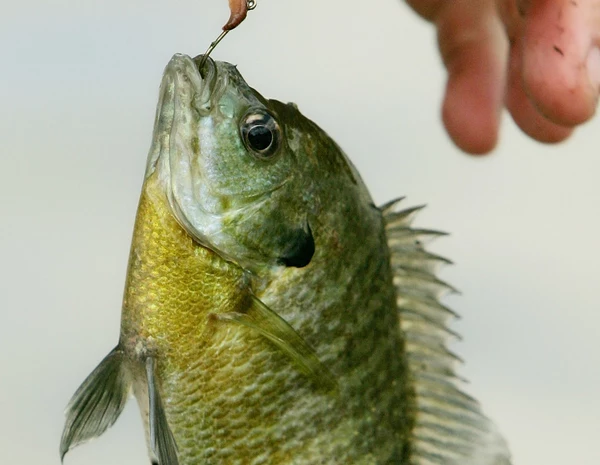 Facebook Post Claims Bluegills Are Dangerous Are They?