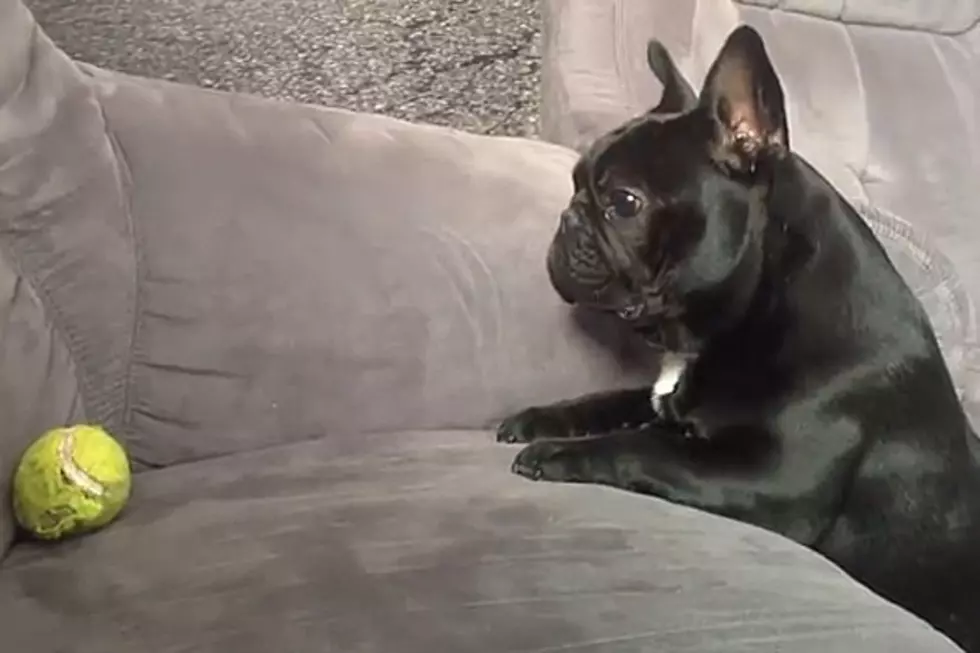 Why Can’t This Dog Play With That Tennis Ball?