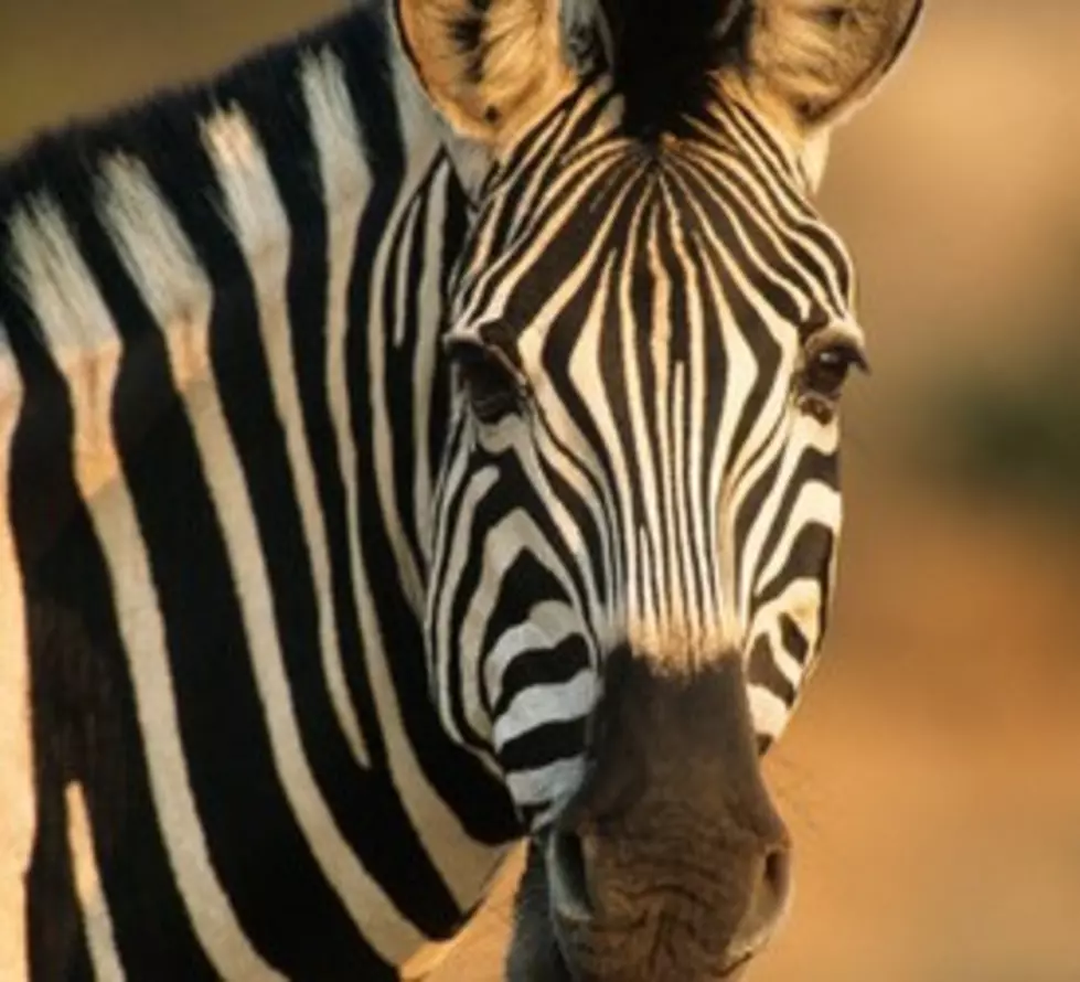 Pet Zebra Shot and Killed In Eastern Iowa