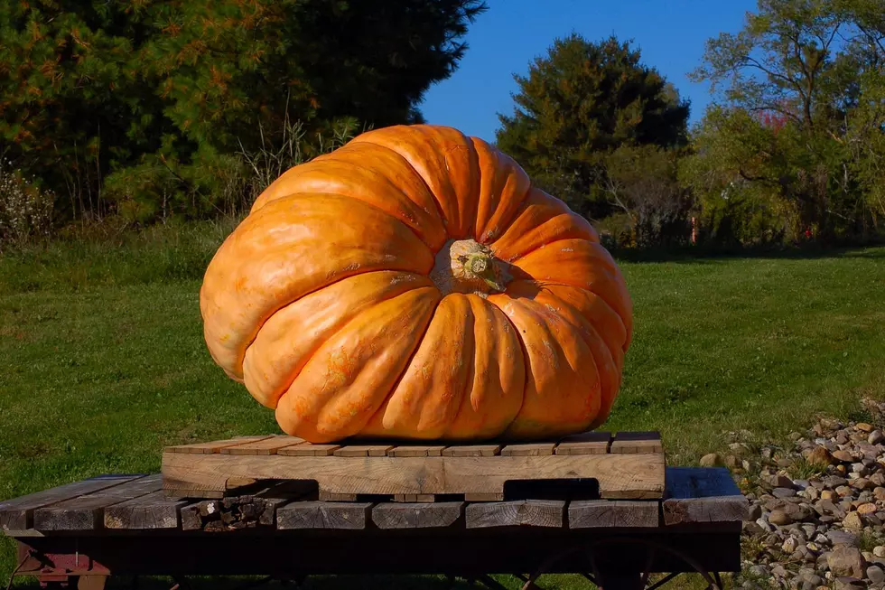 Northeast Iowa Man Sets Another Pumpkin Record