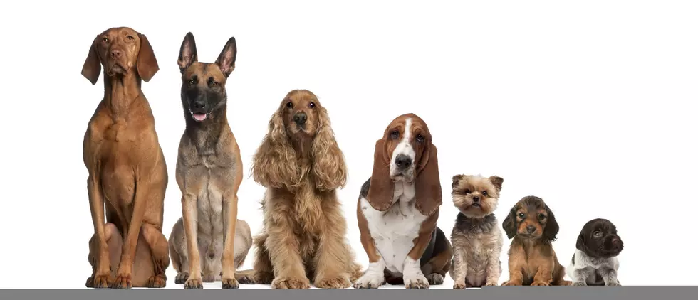 Your Pup Could Be Featured in the Dogs Forever 2021 Calendar