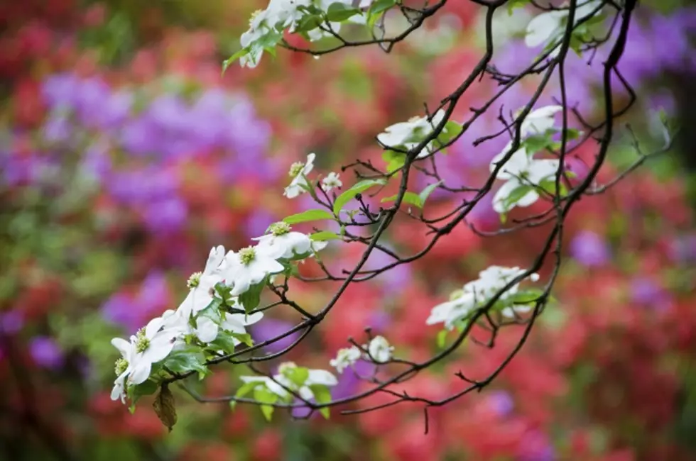 Farmers Markets, Maifest, Baseball, & Live Music – Corridor Weekend Events