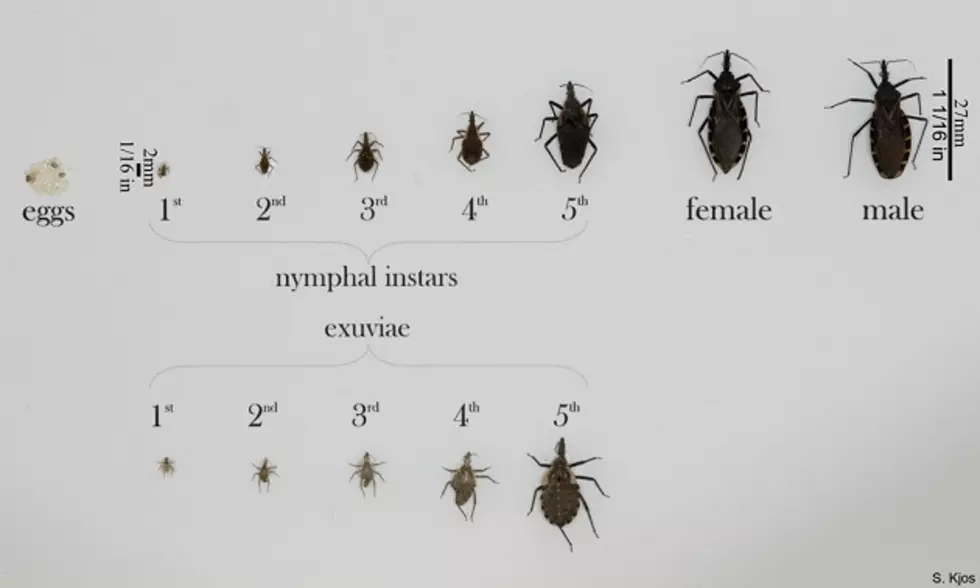 Triatomine bugs