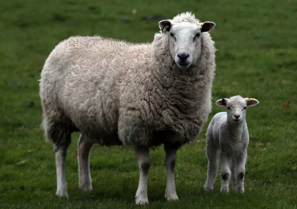 A Farmer Helps His Ewes Give Birth As Lambing Season Begins