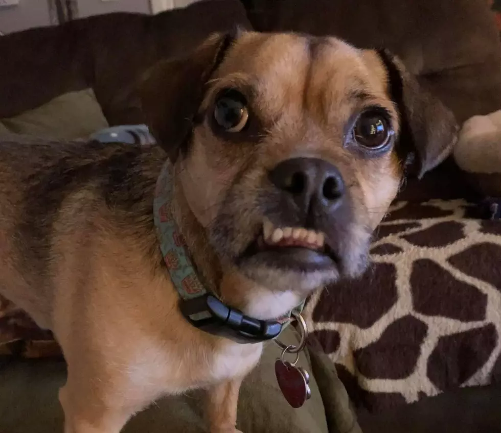 Courtlin’s Pup Tater is Mr. June in a Local Rescue’s 2022 Calendar