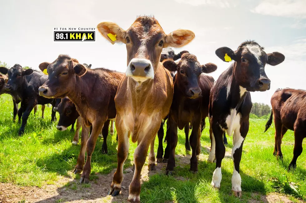 Here’s How You Can Win With the $30,000 KHAK Cash Cow This Spring