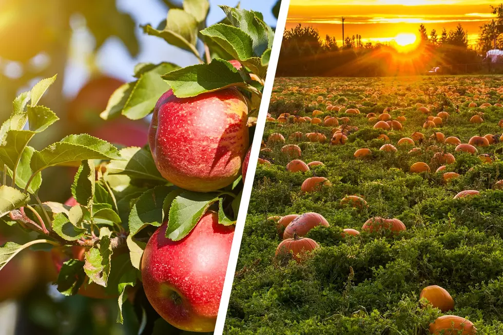 Eastern Iowa Apple Orchards & Farms to Check Out This Fall
