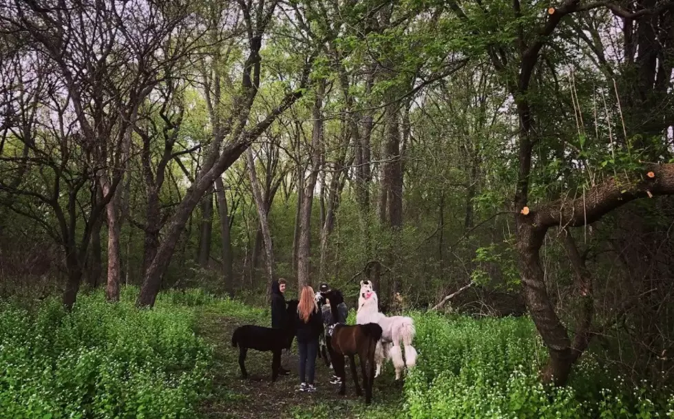 You Can Go Hiking With Llamas in the Corridor This Spring