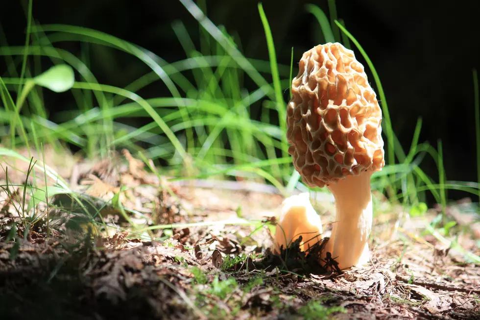 Must Have Morels! How to Hunt Iowa’s Hidden Delicacy