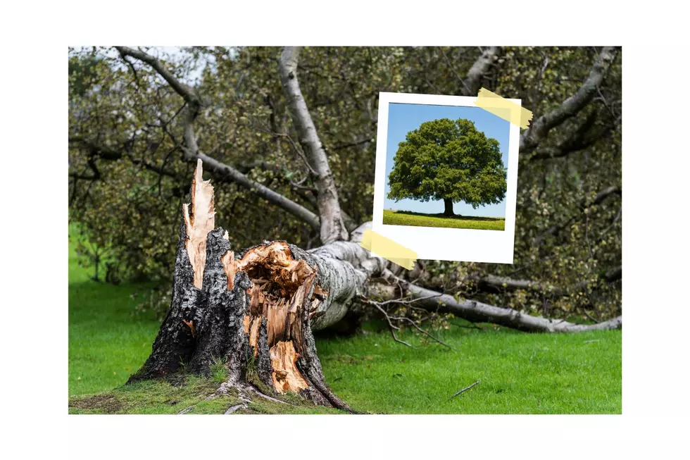 Devastation’s Shadow: Cedar Rapids’ Dire Derecho Unleashes Nightfall on Trees