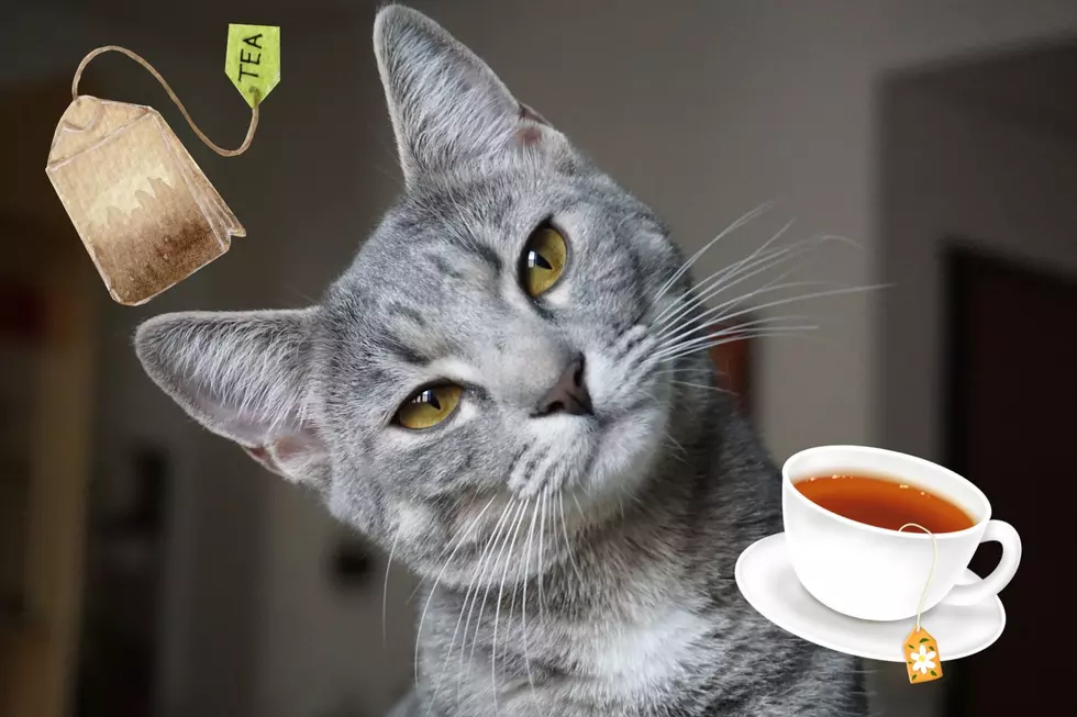 A Tea Bar & Cat Lounge is Coming to the Corridor