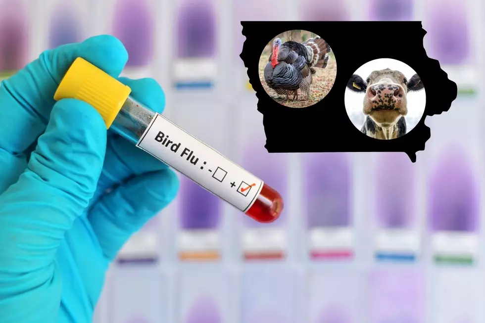 More Cases of Bird Flu Found in Iowa Turkey Flock, Cattle Impacted Too