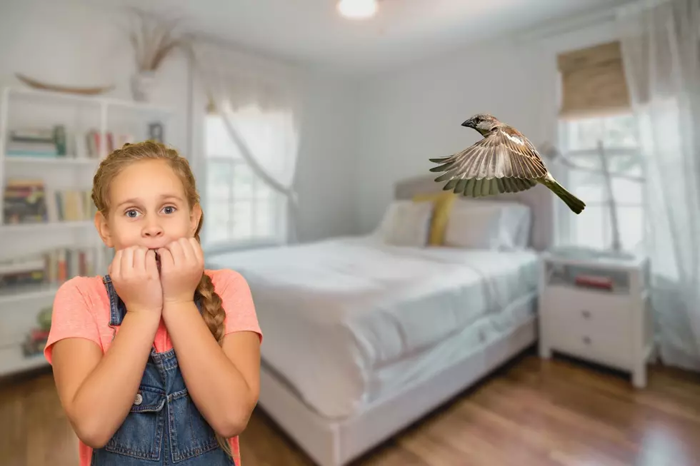 How to Get a Bird Out of Your Daughter’s Bedroom!