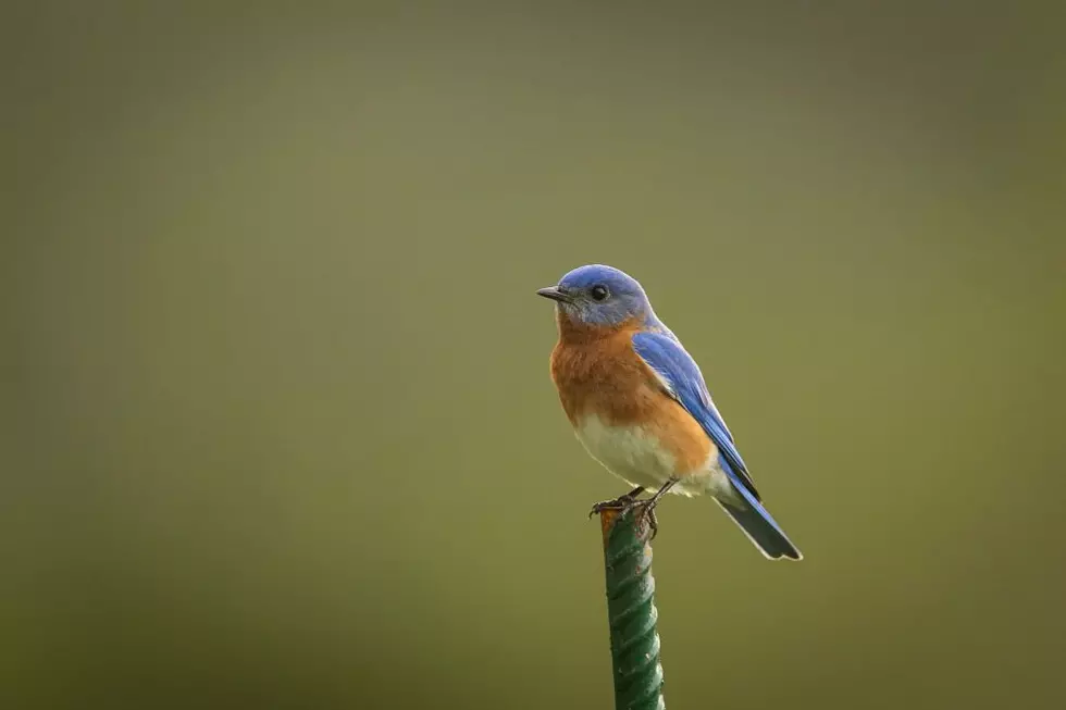 If You See These Birds in Iowa, Spring Is Right Around the Corner
