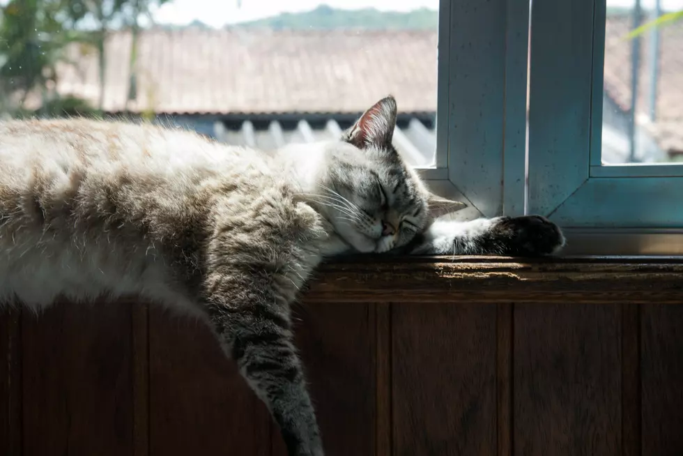 A New Cat Cafe is Coming to Linn County This Summer