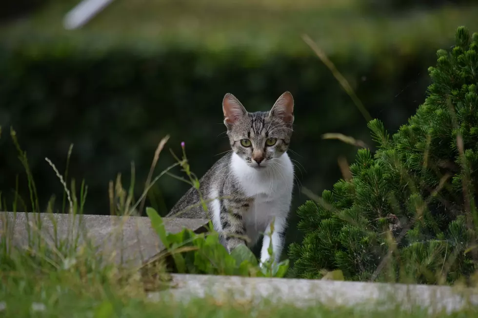 Cedar Rapids Considers New Approach to Controlling Cat Population