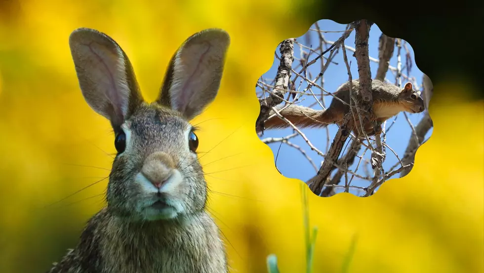 Iowa’s Small Game Hunting Season Opens With Rabbits & Squirrels