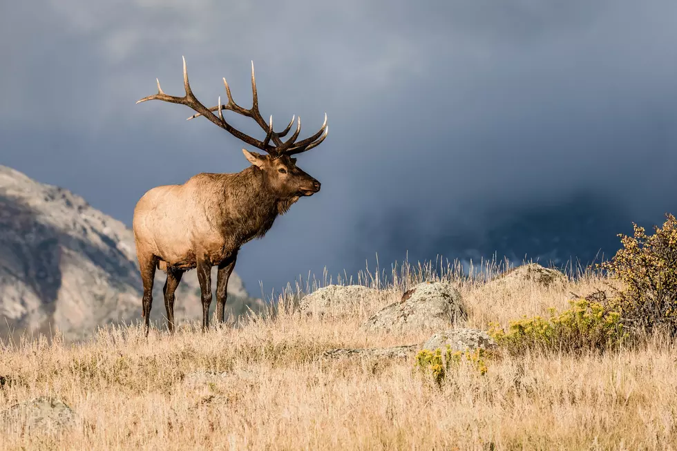 Wisconsin DNR Enlisting the Public’s Help to Monitor Elk Herds