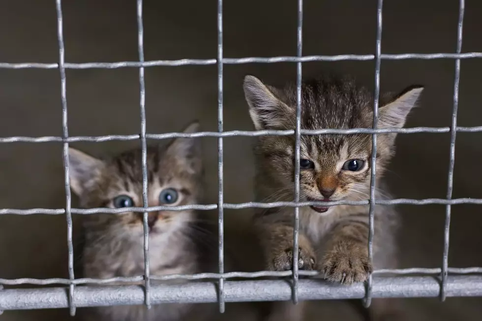 The Kitty Rescue Ride Begins- from Dubuque to the Nation