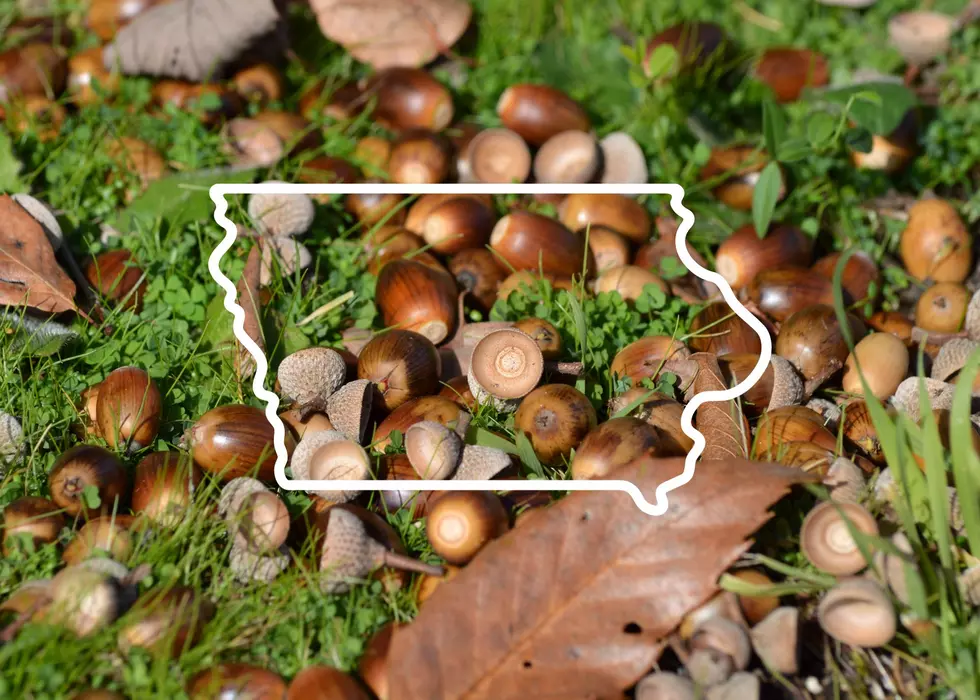 Iowa, All Those Acorns In Your Yard Could Cause A Big Problem