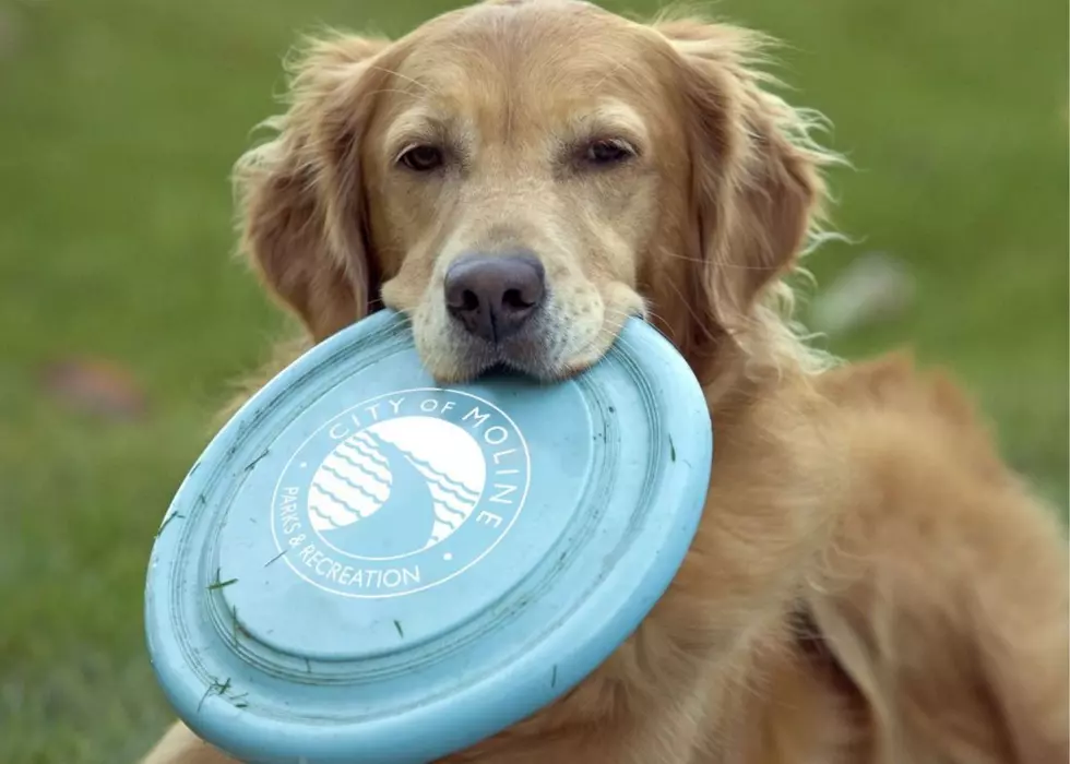 Midwest Dog Parks Reopen After Mysterious Canine Illness Closes Them
