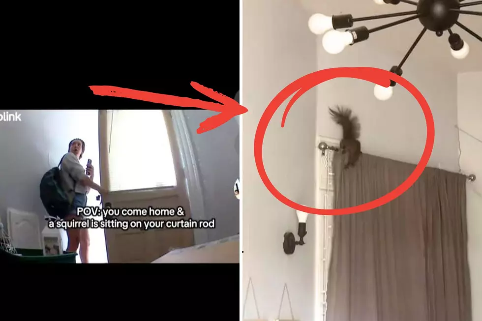 Illinois Woman Discovers Intruder Living Rent-Free In Her House